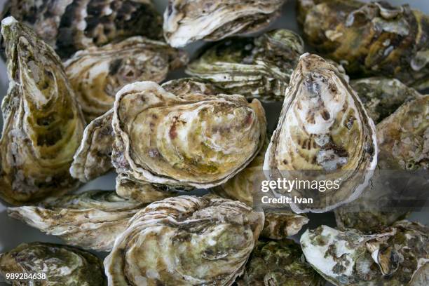 full frame of fresh oyster - oyster shell - fotografias e filmes do acervo