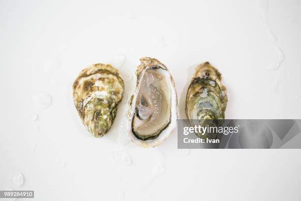 fresh oyster with drops of water - oyster shell - fotografias e filmes do acervo