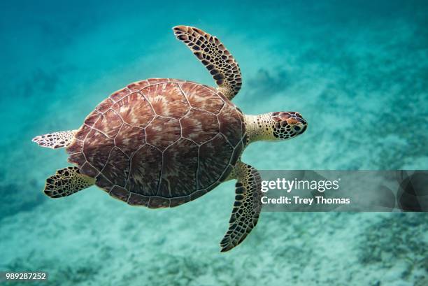 flying turtle - schildpad stockfoto's en -beelden