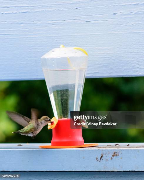 humming bird and summer - humming stock pictures, royalty-free photos & images