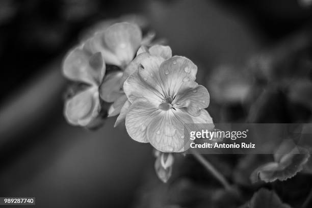 flores en blanco y negro - en blanco 個照片及圖片檔