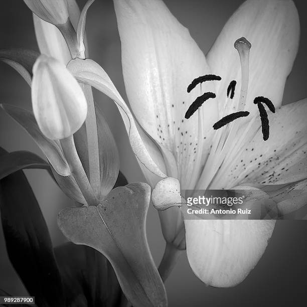 flores en blanco y negro - blanco y negro foto e immagini stock