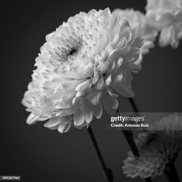 flores en blanco y negro - en blanco 個照片及圖片檔