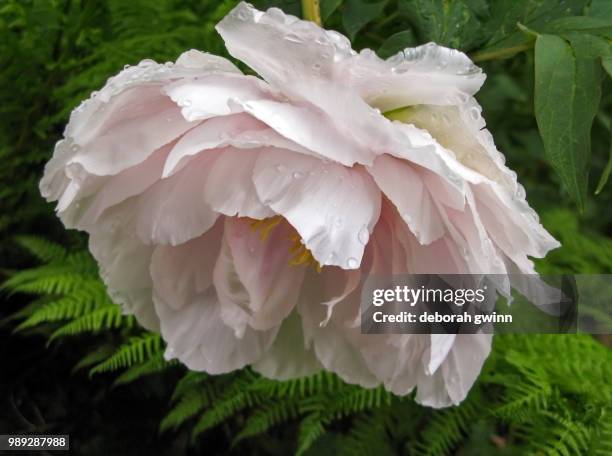 peony no.2 - gewinn foto e immagini stock