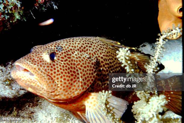 belize dive - hawkfish stock pictures, royalty-free photos & images