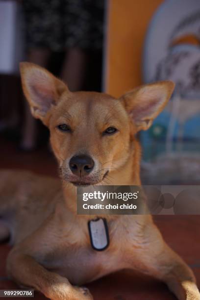 223 fotos de stock e banco de imagens de Chido - Getty Images