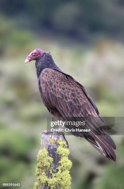 turkey vulture - turkey vulture stock pictures, royalty-free photos & images