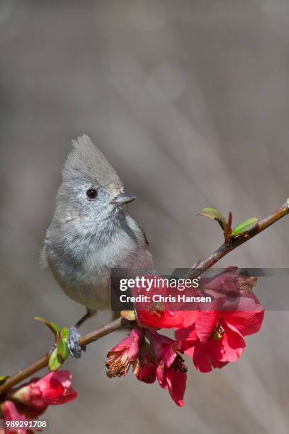 Pink Titmouse 74 Oak Titmouse Stock Photos, High-Res Pictures, and Images - Getty Images