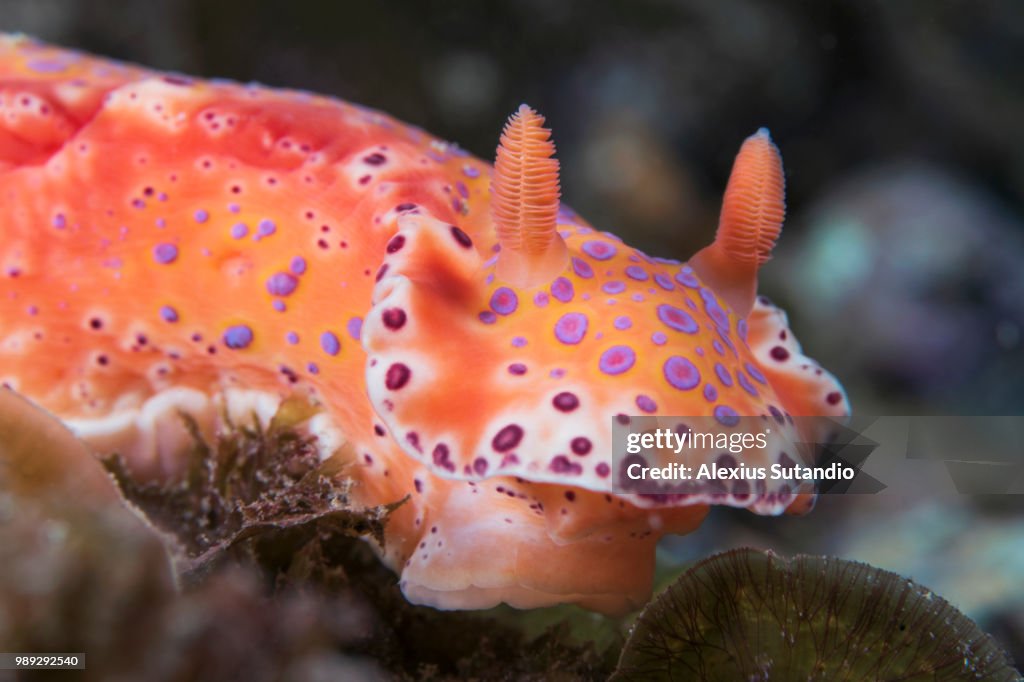 Short Tailed Ceratosoma Nudibhanch