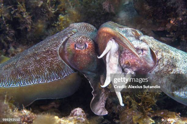 284 Cuttlefish Ink Stock Photos, High-Res Pictures, and Images - Getty ...