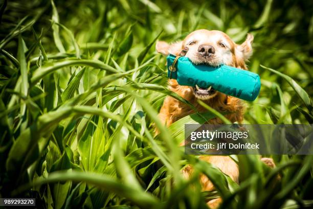retrieving... - carrying in mouth stock pictures, royalty-free photos & images