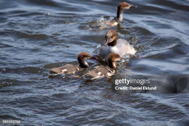 dsc_0278 -1.jpg - common merganser stockfoto's en -beelden