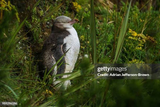 yellow eyed penguin (hoiho) - galapagos penguin stock pictures, royalty-free photos & images