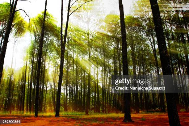 coniferous forest on sunrise with sunbeams - coniferous stock pictures, royalty-free photos & images