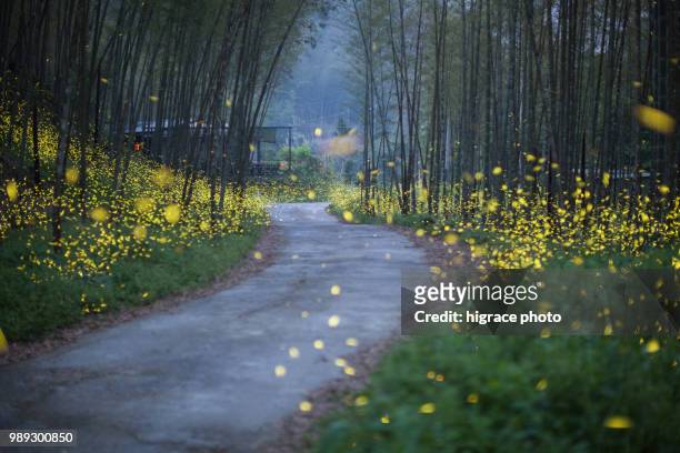 beautiful summer nights full of fireflies - glowworm 個照片及圖片檔
