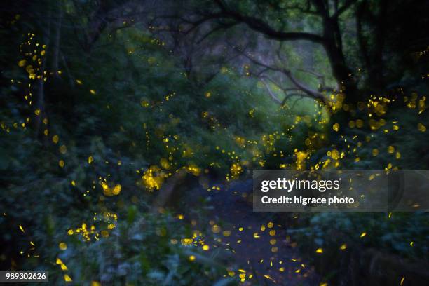 beautiful summer nights full of fireflies - firefly stock pictures, royalty-free photos & images