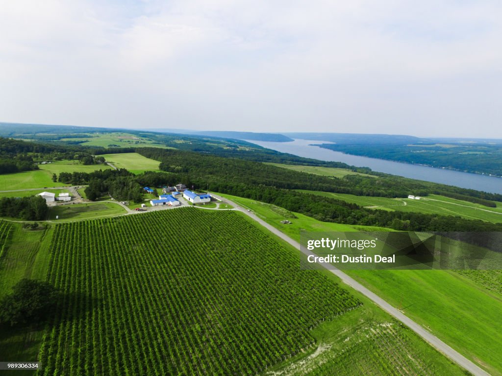 Vineyards Above Keuka Lake