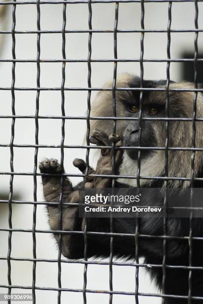 slavery - macaco coda di leone foto e immagini stock
