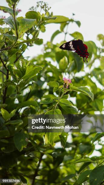 butterfly (of ) - 150th birth anniversary of mahamana madan mohan malaviya commemoration event stockfoto's en -beelden