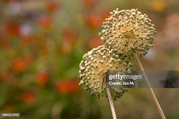 best friends - globe thistle stock pictures, royalty-free photos & images