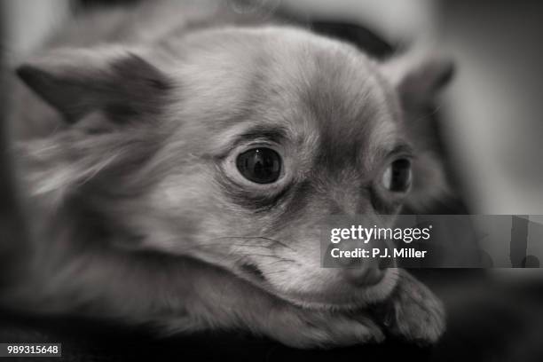 chewy the chihuahua - leksakshund bildbanksfoton och bilder