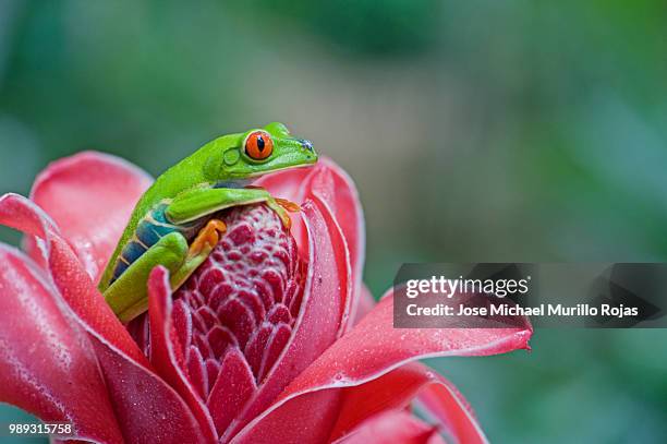 red-eyed leaf frog n - costa rica wildlife stock pictures, royalty-free photos & images