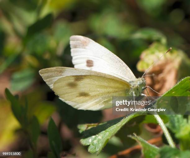 butterfly 3 - krasimir georgiev stock-fotos und bilder