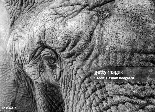 Elephant Remember Photos And Premium High Res Pictures Getty Images Elephant Remember Photos And Premium High Res Pictures Getty Images