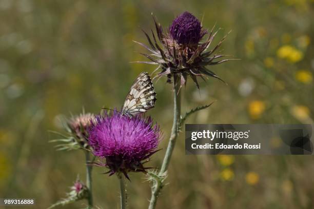 Cardo Insects 1,501 Cardo Stock Photos, High-Res Pictures, and Images - Getty Images