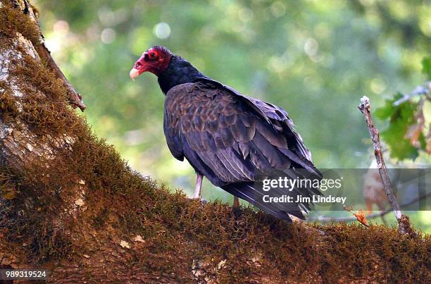 here's looking at you kid - turkey vulture stock pictures, royalty-free photos & images
