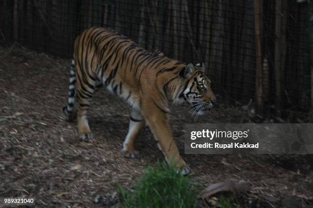 melbourne zoo - melbourne zoo stock pictures, royalty-free photos & images