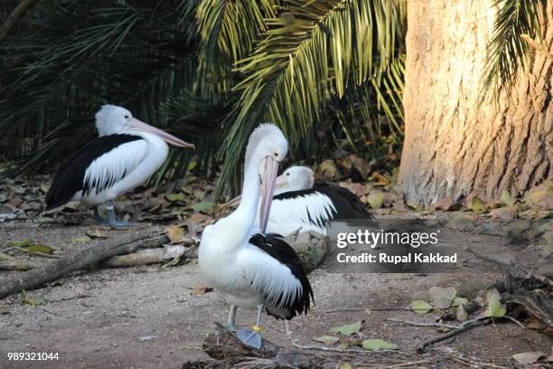 melbourne zoo birds - melbourne zoo stock pictures, royalty-free photos & images