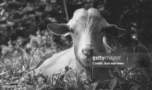 peach goat - sun min stock pictures, royalty-free photos & images
