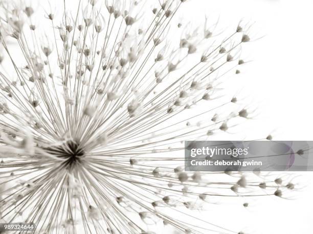 dried allium aflatunense . tritone - gewinn foto e immagini stock