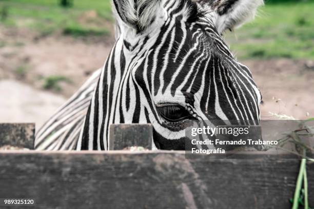 zebra eye - grant's zebra fotografías e imágenes de stock