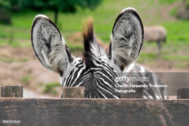 zebra ears - fernando trabanco fotografías e imágenes de stock