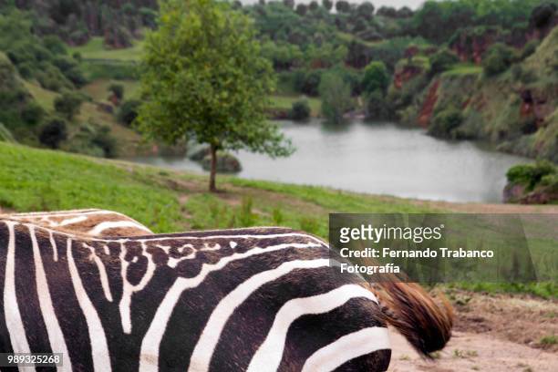 landscape with zebras - cebra de montaña fotografías e imágenes de stock