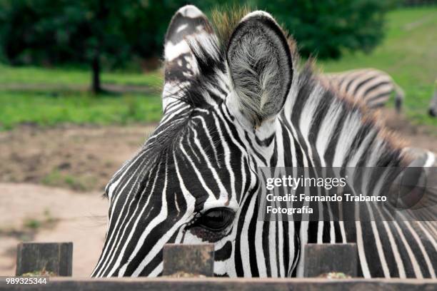 zebra - fernando trabanco ストックフォトと画像