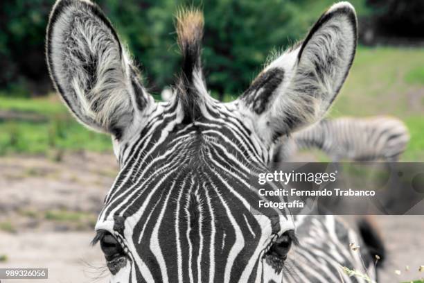 zebra portrait - fernando trabanco stock pictures, royalty-free photos & images