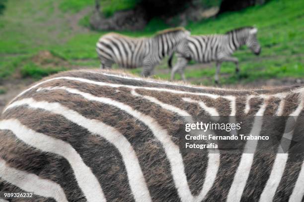 group of zebras - fernando trabanco ストックフォトと画像