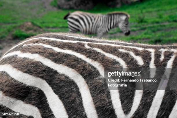 group of zebras - fernando trabanco stock pictures, royalty-free photos & images