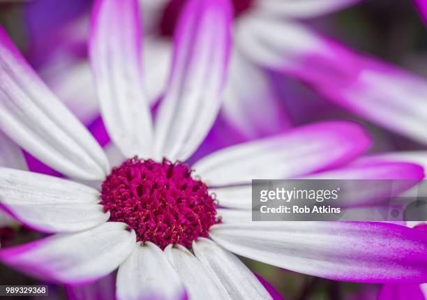 blooming marvellous - marvellous stock pictures, royalty-free photos & images