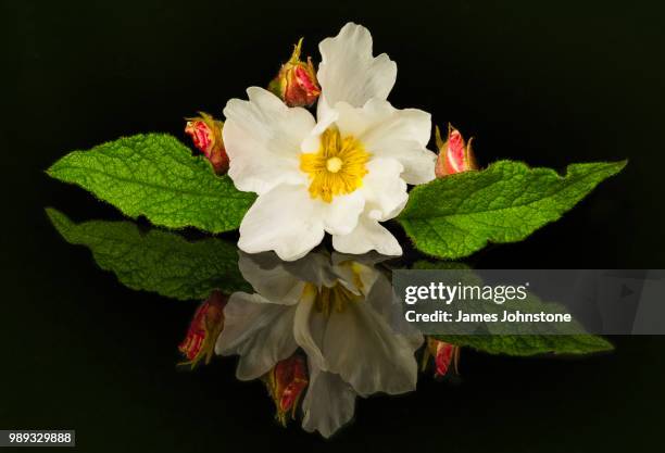 cistus corbariensis - cistus stock pictures, royalty-free photos & images