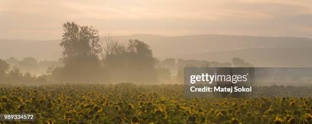 sunflower sunrise - sokol stock pictures, royalty-free photos & images