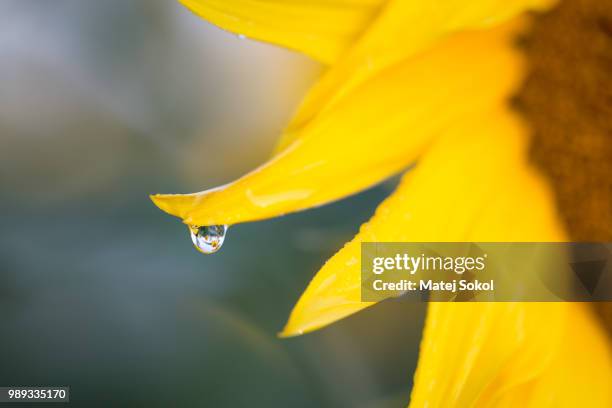 sunflower - sokola fotografías e imágenes de stock