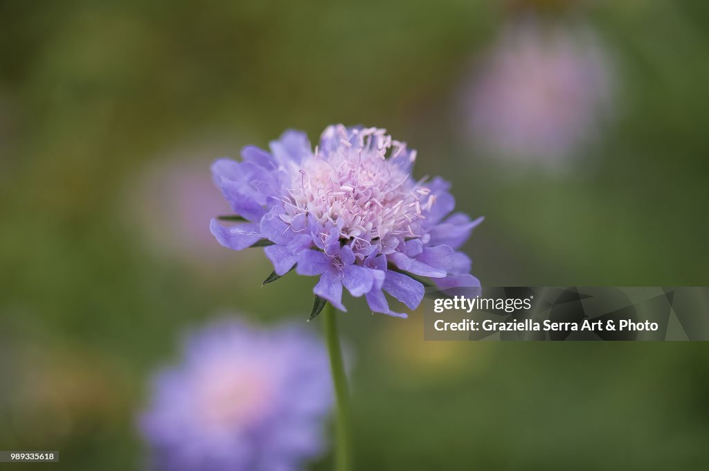 Scabiosa columbaria "Misty Butterfly