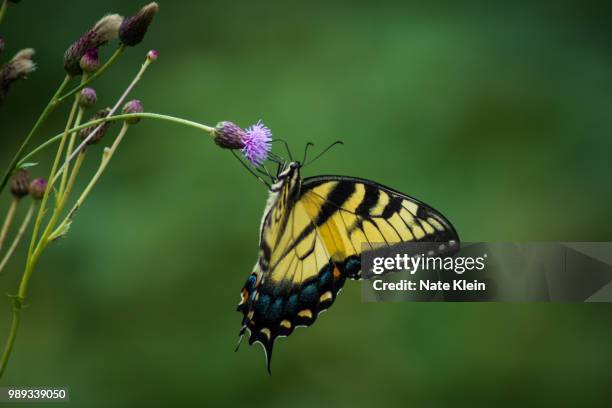 eastern tiger swallowtail - eastern tiger swallowtail stock pictures, royalty-free photos & images