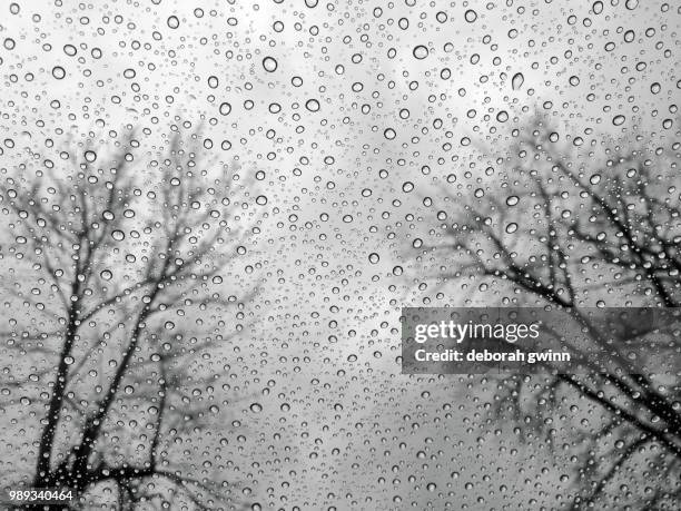rain trees - gewinn foto e immagini stock