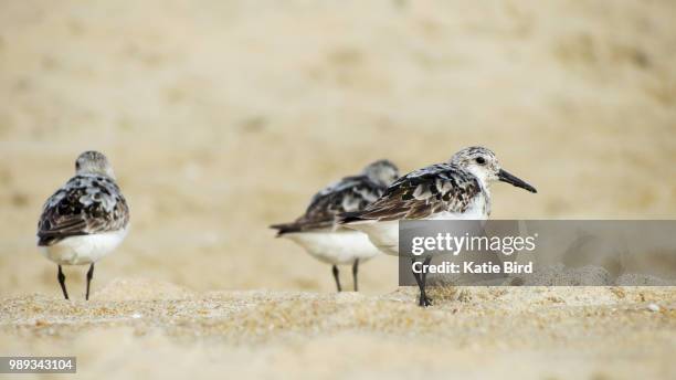 sanderling trio - wader bird stock-fotos und bilder