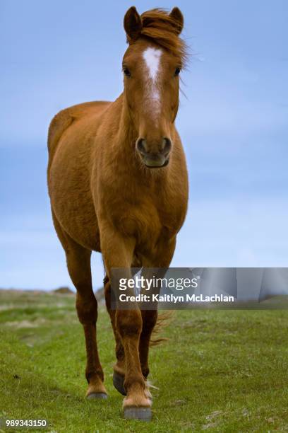 a brown horse in a field. - cheval de face photos et images de collection